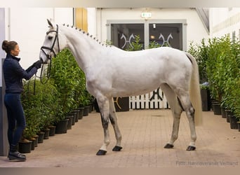 Hannoveraan, Merrie, 6 Jaar, 167 cm, Schimmel