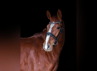 Hannoveraan, Merrie, 6 Jaar, 167 cm, Vos