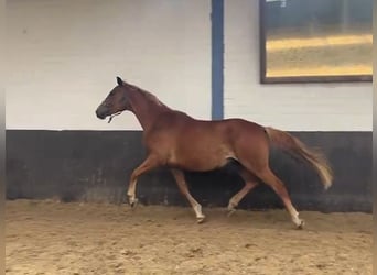 Hannoveraan, Merrie, 6 Jaar, 167 cm, Vos