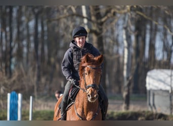 Hannoveraan, Merrie, 6 Jaar, 167 cm, Vos