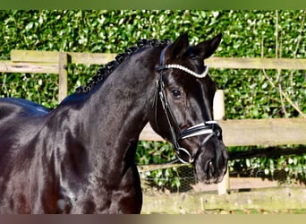 Hannoveraan, Merrie, 6 Jaar, 167 cm, Zwart