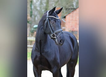 Hannoveraan, Merrie, 6 Jaar, 167 cm, Zwart