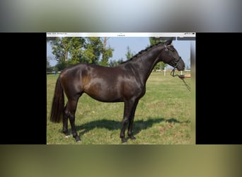 Hannoveraan, Merrie, 6 Jaar, 167 cm, Zwart