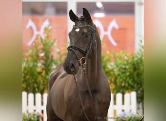 Hannoveraan, Merrie, 6 Jaar, 167 cm, Zwart