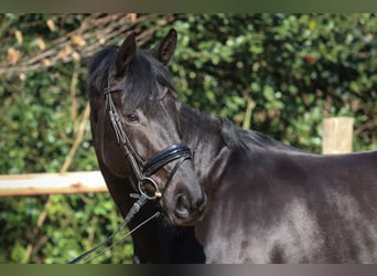 Hannoveraan, Merrie, 6 Jaar, 167 cm, Zwartbruin