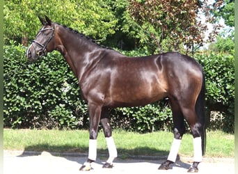 Hannoveraan, Merrie, 6 Jaar, 168 cm, Donkerbruin