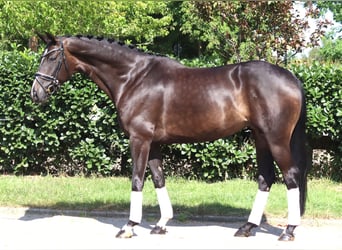 Hannoveraan, Merrie, 6 Jaar, 168 cm, Donkerbruin