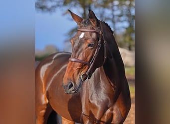 Hannoveraan, Merrie, 6 Jaar, 168 cm, Donkerbruin