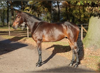 Hannoveraan, Merrie, 6 Jaar, 168 cm, Donkerbruin