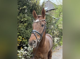 Hannoveraan, Merrie, 6 Jaar, 168 cm, Donkere-vos