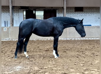 Hannoveraan, Merrie, 6 Jaar, 168 cm