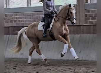 Hannoveraan, Merrie, 6 Jaar, 168 cm, Palomino