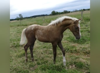 Hannoveraan, Merrie, 6 Jaar, 168 cm, Palomino