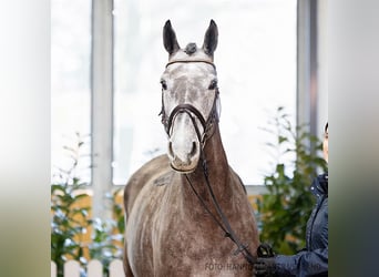 Hannoveraan, Merrie, 6 Jaar, 168 cm, Schimmel