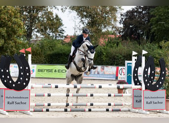 Hannoveraan, Merrie, 6 Jaar, 168 cm, Schimmel