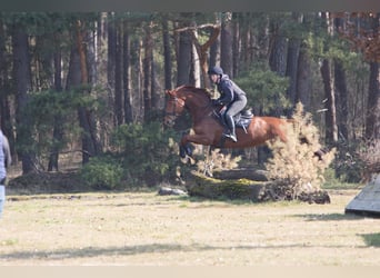 Hannoveraan, Merrie, 6 Jaar, 168 cm, Vos