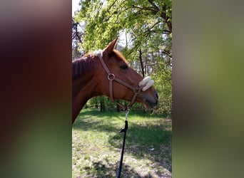 Hannoveraan, Merrie, 6 Jaar, 168 cm, Vos