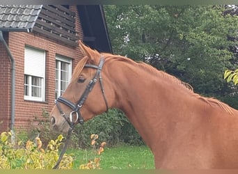 Hannoveraan, Merrie, 6 Jaar, 168 cm, Vos