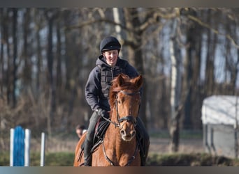 Hannoveraan, Merrie, 6 Jaar, 168 cm, Vos