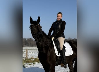 Hannoveraan, Merrie, 6 Jaar, 168 cm, Zwart