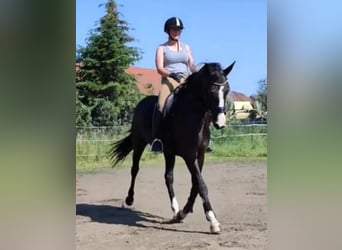 Hannoveraan, Merrie, 6 Jaar, 168 cm, Zwart