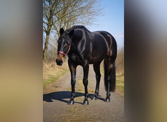 Hannoveraan, Merrie, 6 Jaar, 168 cm, Zwartbruin