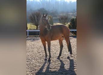 Hannoveraan, Merrie, 6 Jaar, 169 cm, Bruin