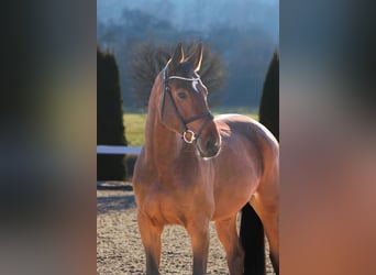 Hannoveraan, Merrie, 6 Jaar, 169 cm, Bruin