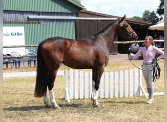 Hannoveraan, Merrie, 6 Jaar, 169 cm, Bruin