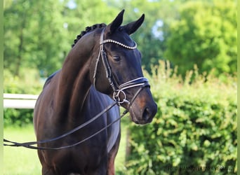 Hannoveraan, Merrie, 6 Jaar, 169 cm, Donkerbruin