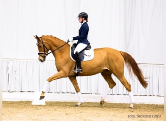 Hannoveraan, Merrie, 6 Jaar, 169 cm, Vos