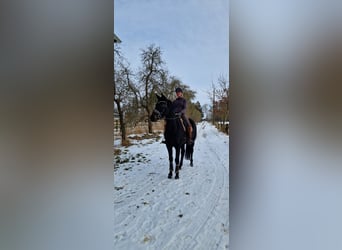 Hannoveraan, Merrie, 6 Jaar, 169 cm, Zwart