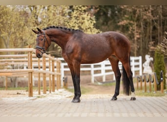 Hannoveraan, Merrie, 6 Jaar, 170 cm, Bruin