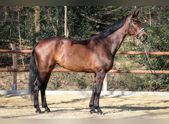 Hannoveraan, Merrie, 6 Jaar, 170 cm, Bruin