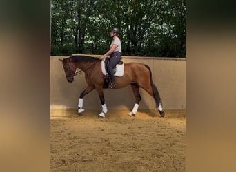 Hannoveraan, Merrie, 6 Jaar, 170 cm, Bruin