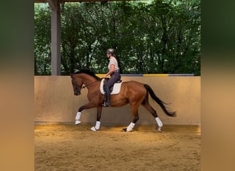 Hannoveraan, Merrie, 6 Jaar, 170 cm, Bruin