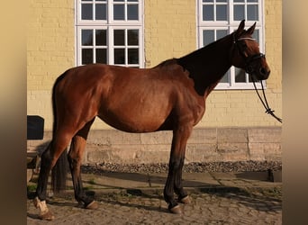 Hannoveraan, Merrie, 6 Jaar, 170 cm, Bruin