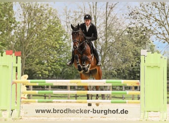 Hannoveraan, Merrie, 6 Jaar, 170 cm, Bruin