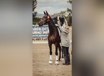 Hannoveraan, Merrie, 6 Jaar, 170 cm, Donkerbruin