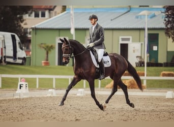 Hannoveraan, Merrie, 6 Jaar, 170 cm, Donkerbruin