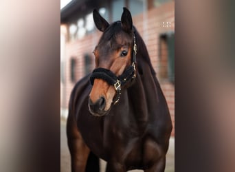 Hannoveraan, Merrie, 6 Jaar, 170 cm, Donkerbruin