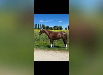 Hannoveraan, Merrie, 6 Jaar, 170 cm, Donkere-vos