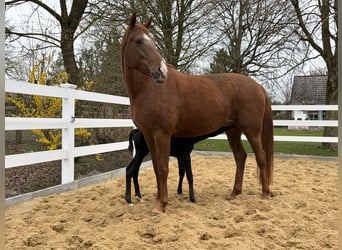 Hannoveraan, Merrie, 6 Jaar, 170 cm, Vos