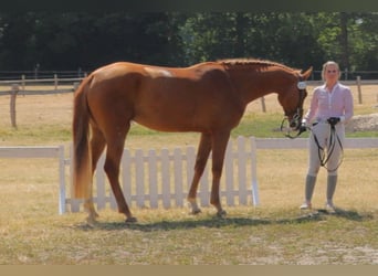 Hannoveraan, Merrie, 6 Jaar, 170 cm, Vos