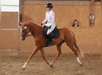 Hannoveraan, Merrie, 6 Jaar, 170 cm, Vos