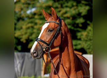 Hannoveraan, Merrie, 6 Jaar, 170 cm, Vos