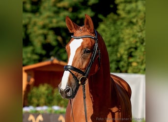 Hannoveraan, Merrie, 6 Jaar, 170 cm, Vos
