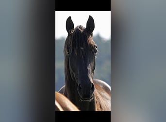 Hannoveraan, Merrie, 6 Jaar, 170 cm, Zwart