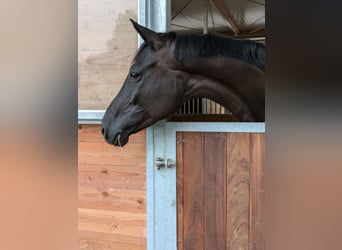 Hannoveraan, Merrie, 6 Jaar, 170 cm, Zwart