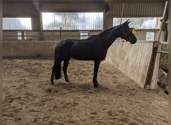 Hannoveraan, Merrie, 6 Jaar, 170 cm, Zwart